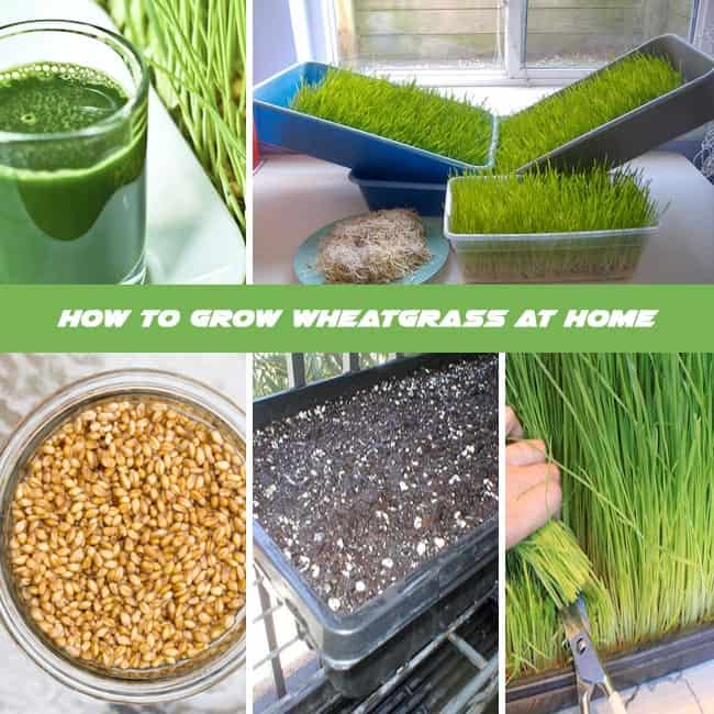 How To Grow Wheatgrass At Home : Complete Growing Guide | Gardenoid for Caring for Your Wheatgrass Empress Sofa A Practical Guide