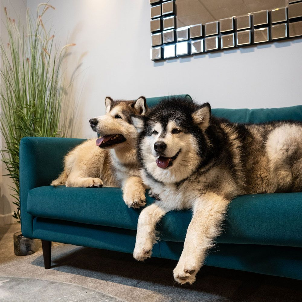 Cat Proof Sofas Uk | Baci Living Room pertaining to Scratch-Resistant Leather Sofa For Pets