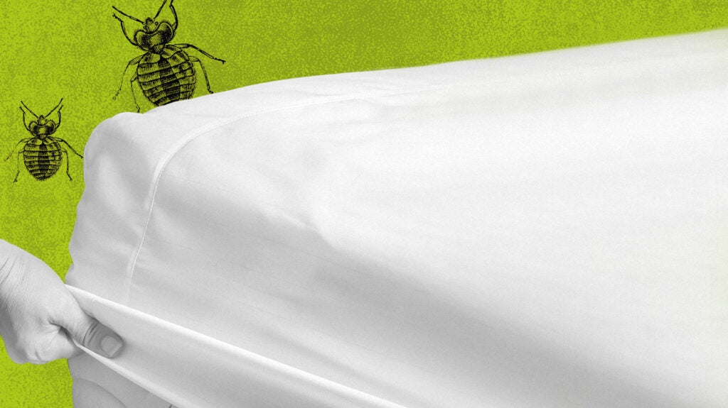 How Bed Bugs Mattress Cover Work Back To Bed Bug Basics Pest Control for Full Size Bed Bug Mattress Cover