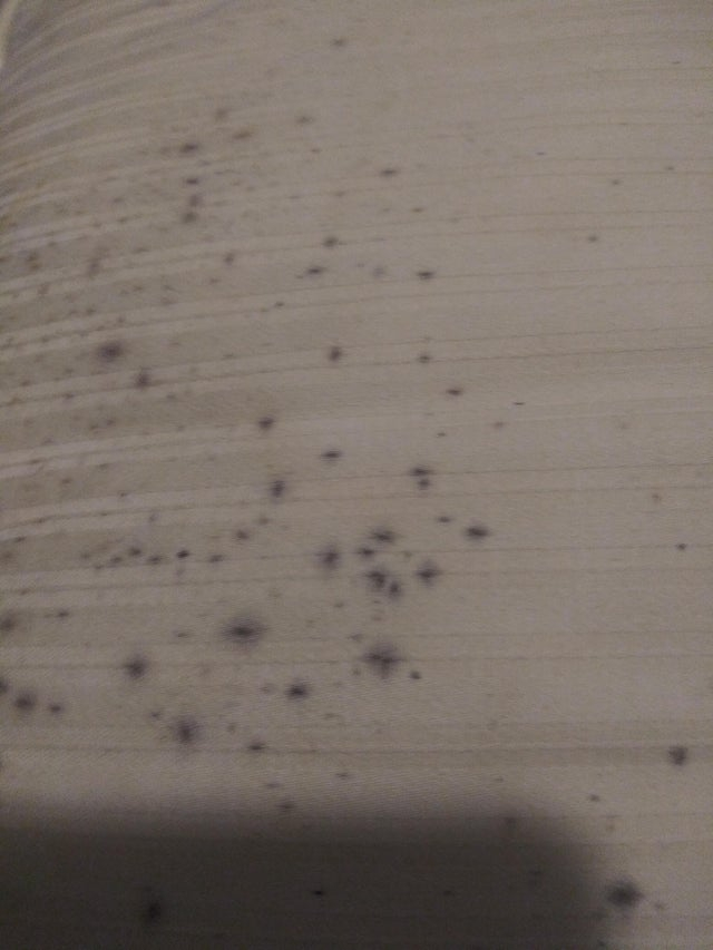 Why do I keep finding purple spots on my bedding and what can I do about it