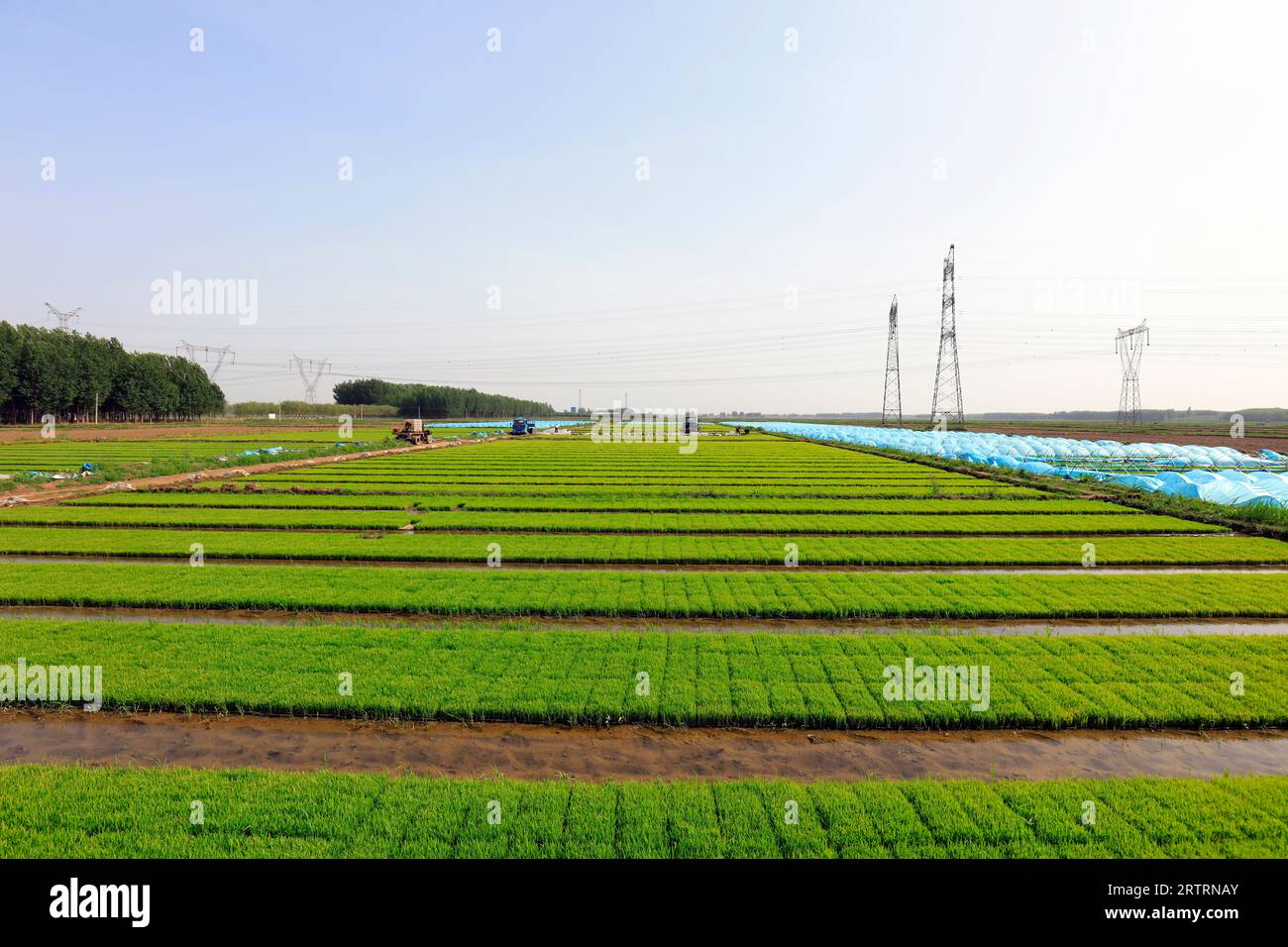 Rice Seedling Bed Stock Photo - Alamy regarding What Is A Rice Bed