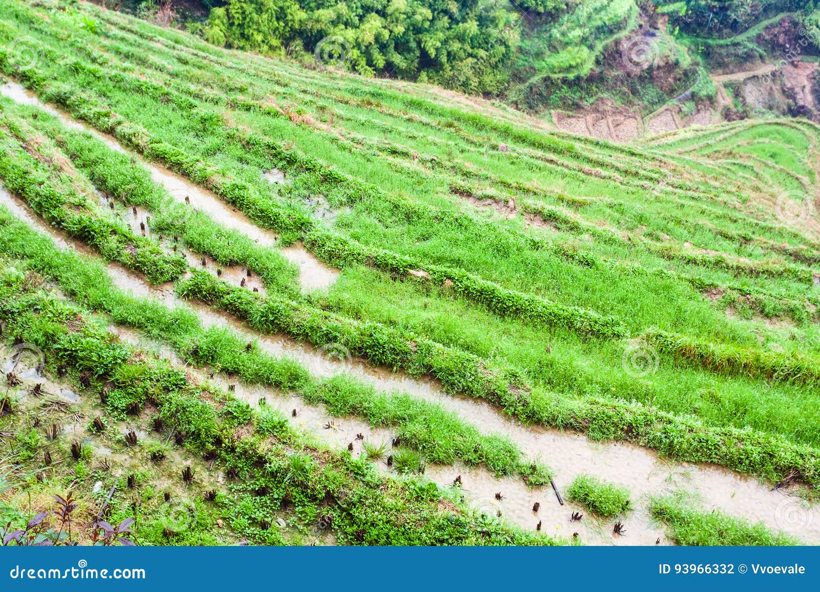 Why Is It Called Rice Bed At Elijah Gannon Blog in Environmental benefits of properly managed rice cultivation areas