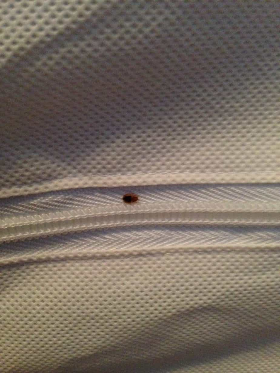 Best Mattress And Box Spring Covers For Bed Bugs - 2022 in The Science Behind Bed Bug Mattress and Box Spring Protection