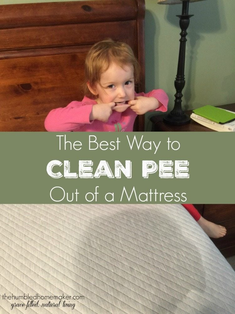 How Do I Get Dog Urine Out Of My Mattress within Complete Guide to Preventing and Removing Dog Pee Stains from Beds