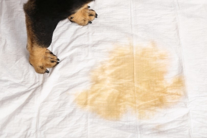 How To Get Dog Pee Smell Out Of A Mattress: 5 Expert Tips | Hepper Pet ... intended for How To Get Dog Pee Out Of Bed