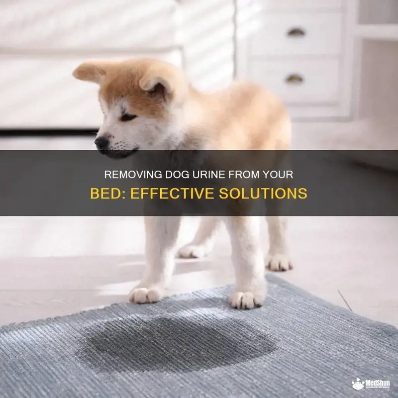 Complete Guide to Preventing and Removing Dog Pee Stains from Beds