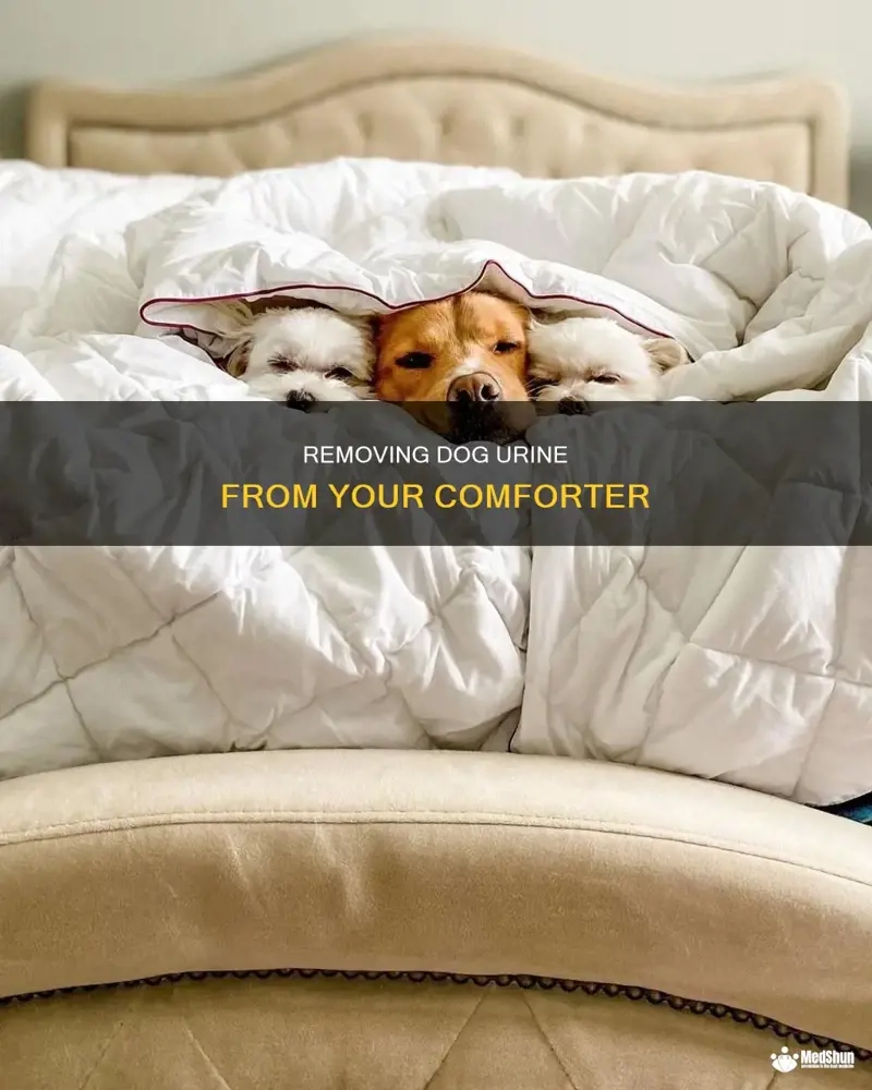 Removing Dog Urine From Your Comforter | Medshun for Complete Guide to Preventing and Removing Dog Pee Stains from Beds