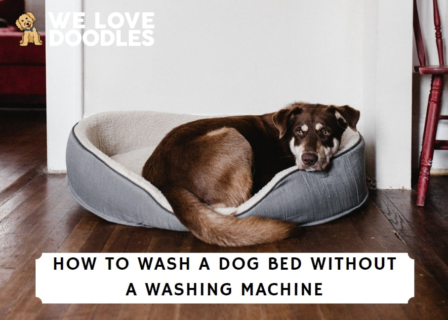 How To Wash A Dog Bed Without A Washing Machine! throughout How To Wash Dog Bed
