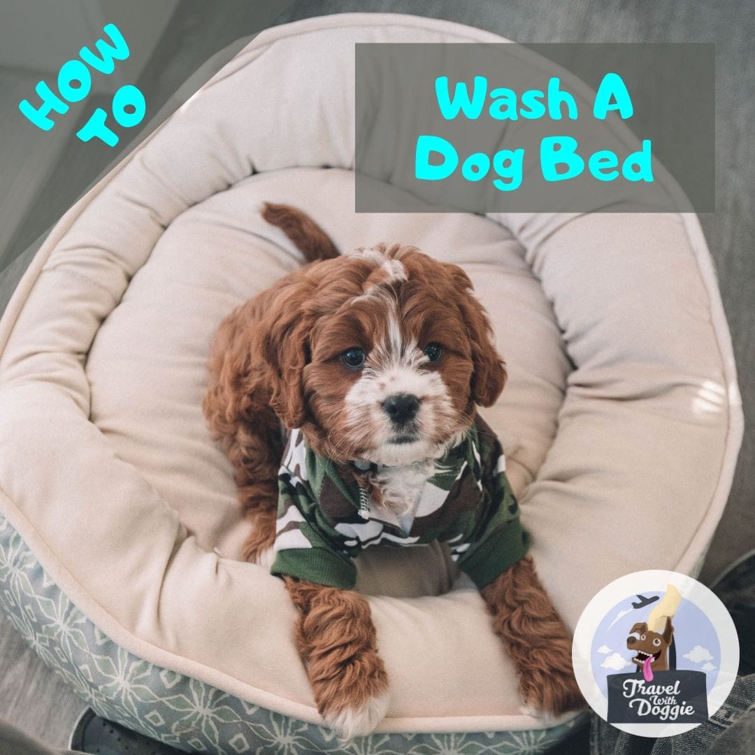 How To Wash Foam Insert In Dog Bed At Jody Featherston Blog in How To Wash Dog Bed