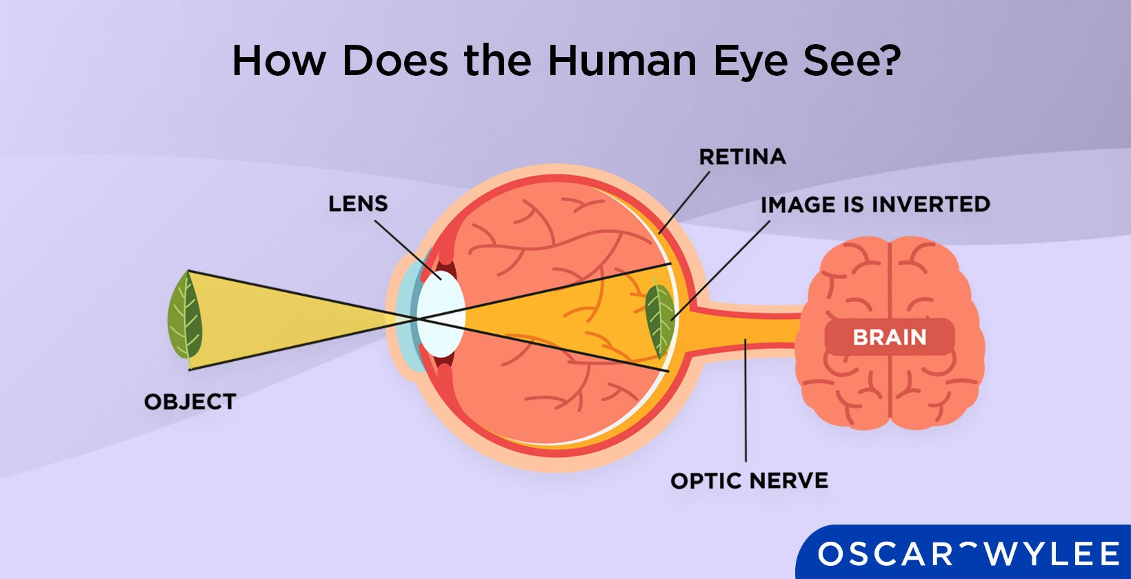 How Eyes See In The Dark At Mario Anderson Blog with regard to Design Tricks To Make Room Feel Bigger